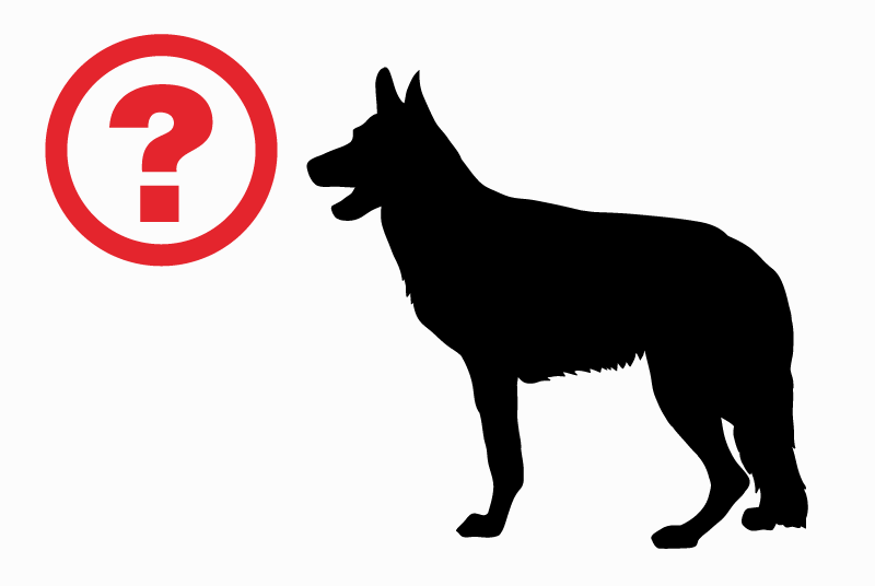 Ontdekkingsalarm Hond  Onbekend , 5 jaar Issoudun Frankrijk