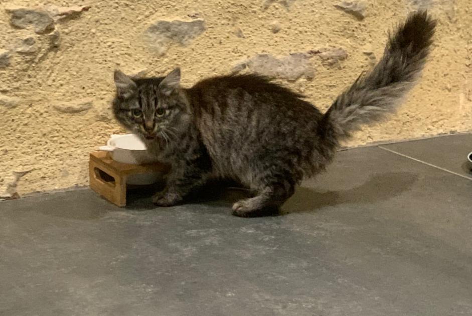 Fundmeldung Katze Unbekannt Chabris Frankreich