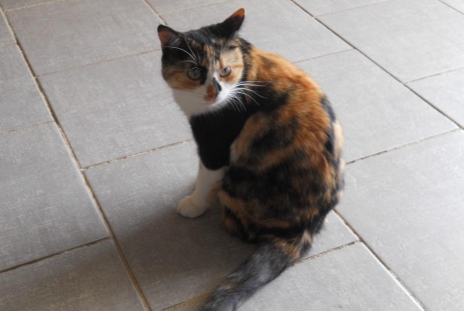 Vermisstmeldung Katze rassenmischung Weiblich , 1 jahre Le Tranger Frankreich