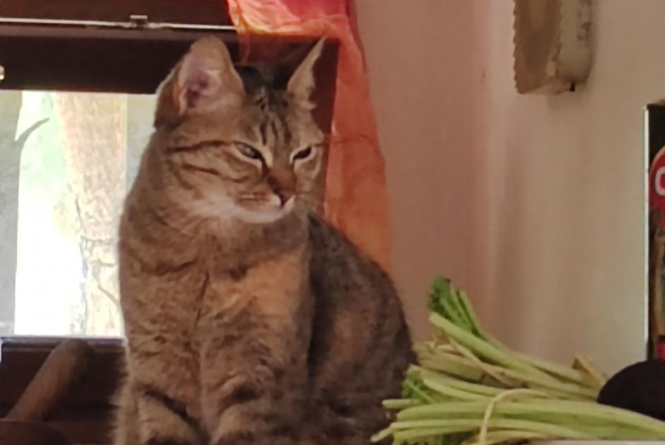 Disappearance alert Cat Female , 5 years Allauch France