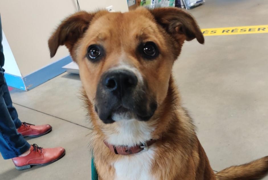 Alerta de Hallazgo Perro cruce Desconocido Sarzay Francia Alerta de Hallazgo Perro cruce Desconocido Sarzay Francia