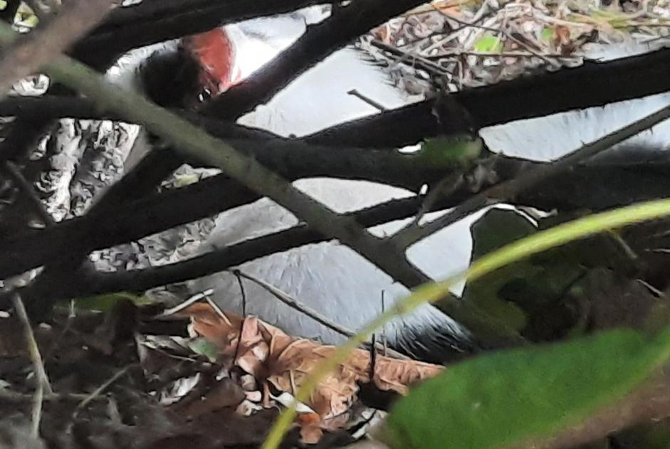 Alerte Découverte Chat croisement Inconnu Saint-Genou France