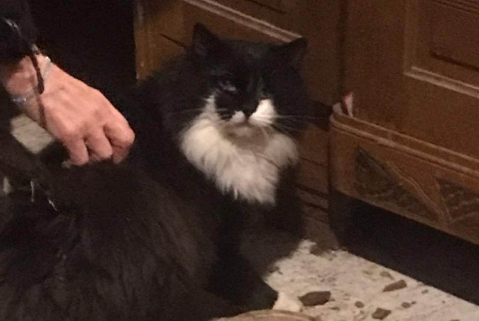 Alerte Découverte Chat Mâle Saint-Valentin France Alerte Découverte Chat Mâle Saint-Valentin France
