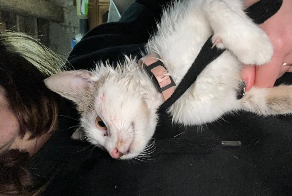 Avviso Ritrovamento Gatto Femmina Saint-Lactencin Francia