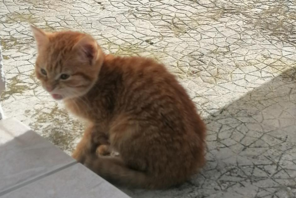 Avviso Ritrovamento Gatto Non conosciuta Pouligny-Saint-Pierre Francia