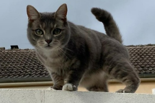 Alerta desaparecimento Gato cruzamento Macho , 4 anos Issoudun France